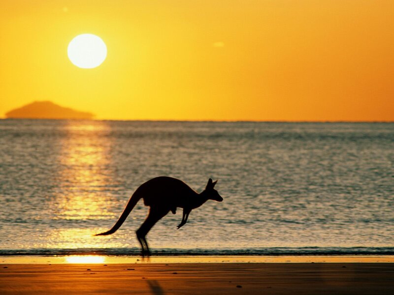 Kangaroo on Beach — Yellow, Serene