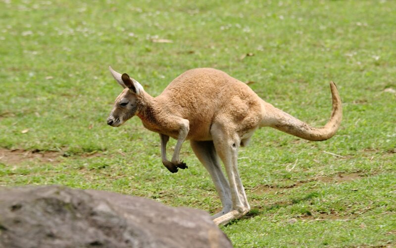 Kangaroo on Grass — Green, Calm
