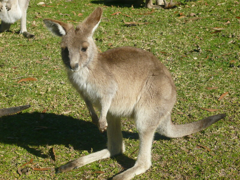Kangaroo on Grass