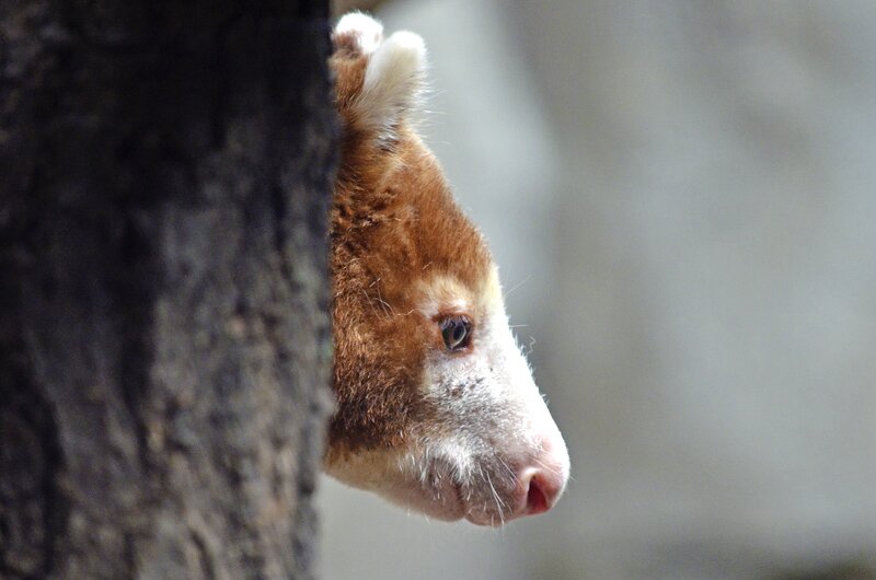 kangaroo peeking from behind tree