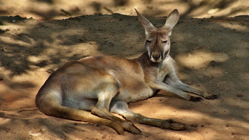Kangaroo Resting — Brown