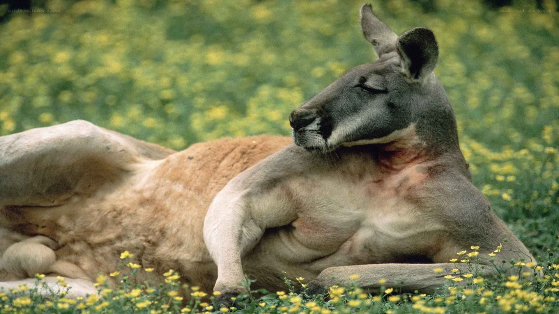 Kangaroo resting in flowers