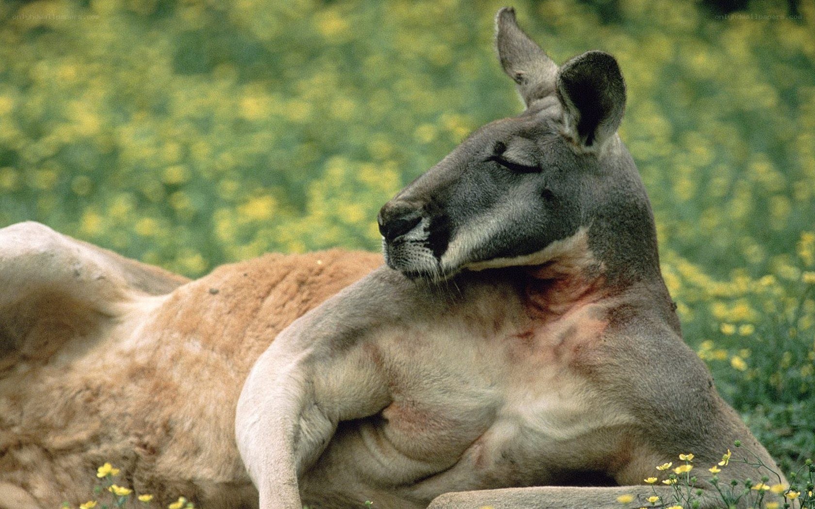 Kangaroo resting in flowers