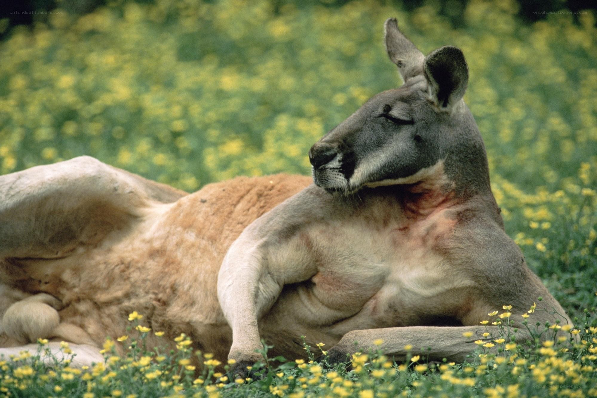 Kangaroo resting in flowers