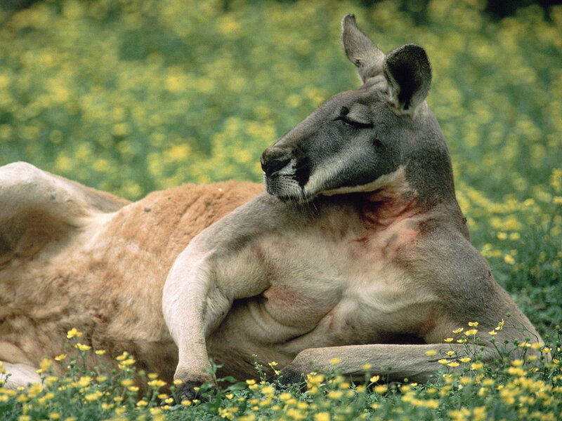 Kangaroo resting in flowers