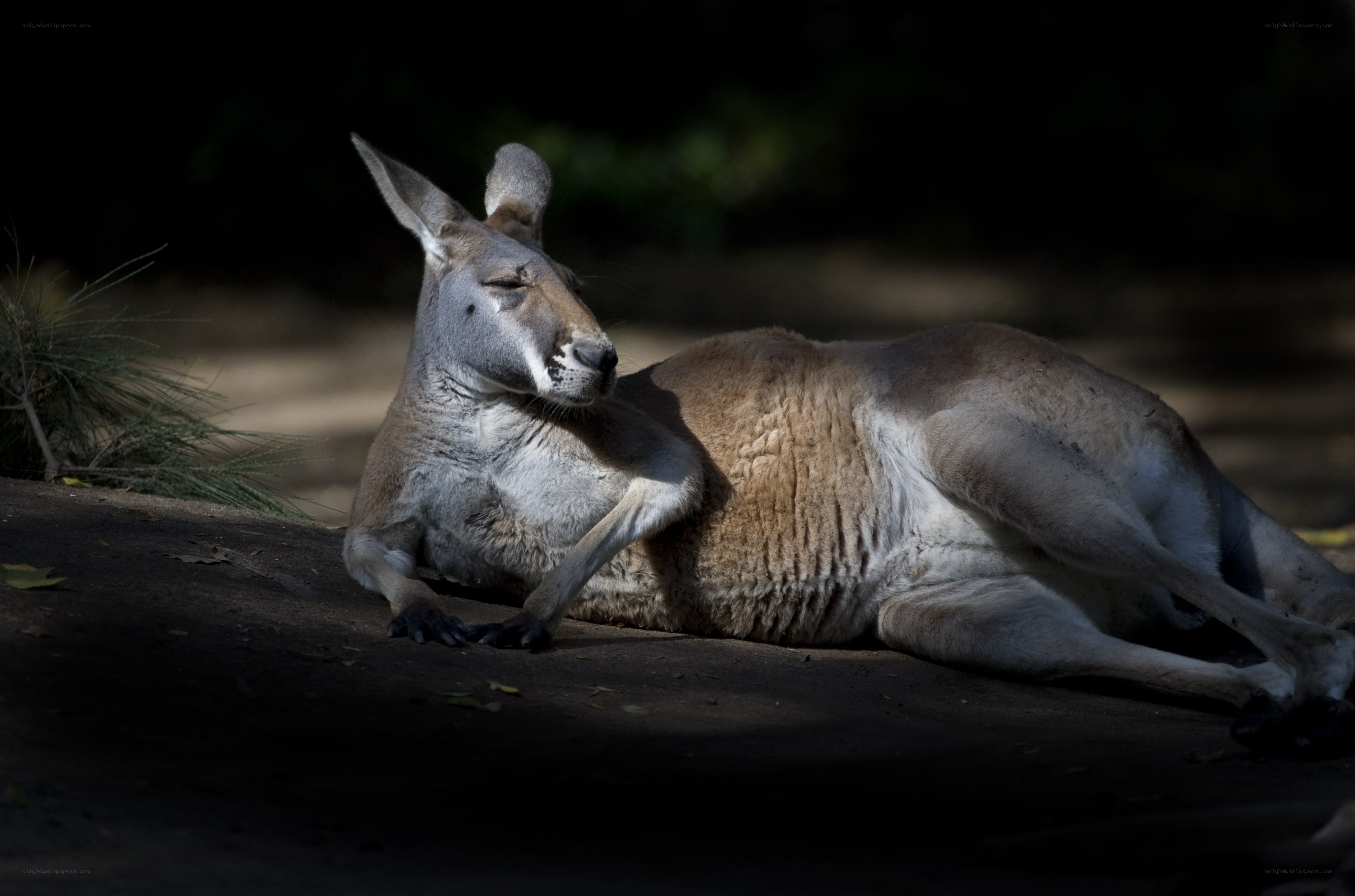 Kangaroo resting in sunlight
