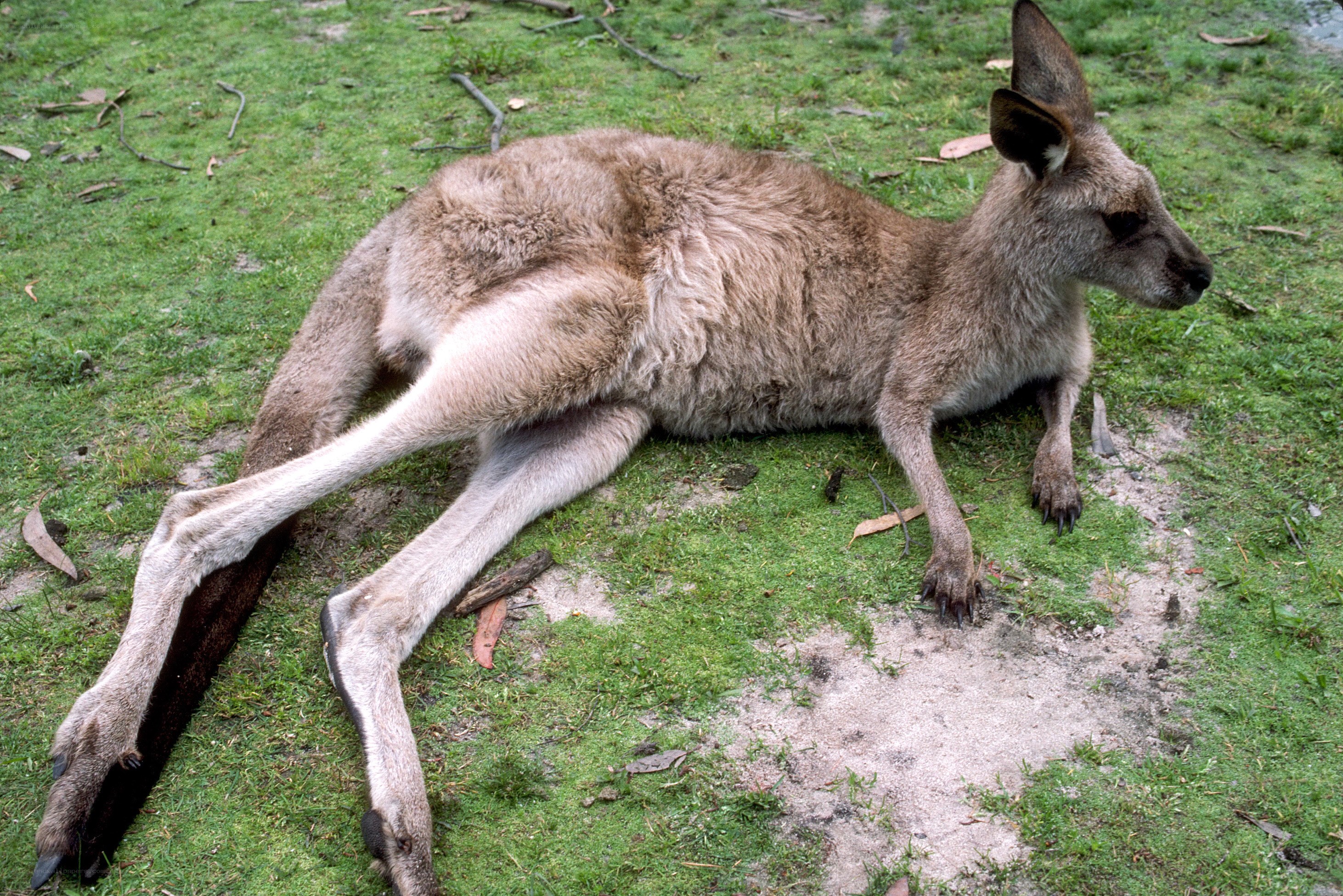 Kangaroo resting on grass
