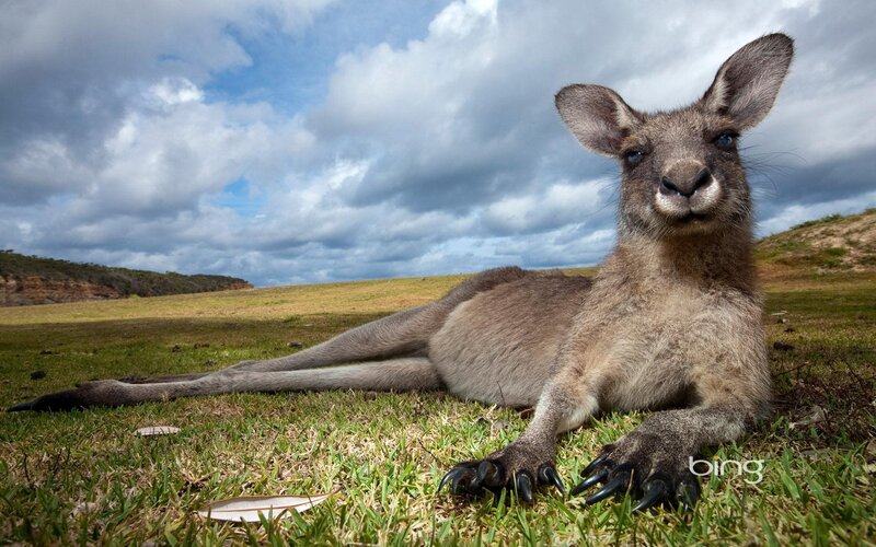 Kangaroo resting on grass