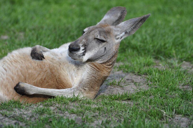 kangaroo resting on grass