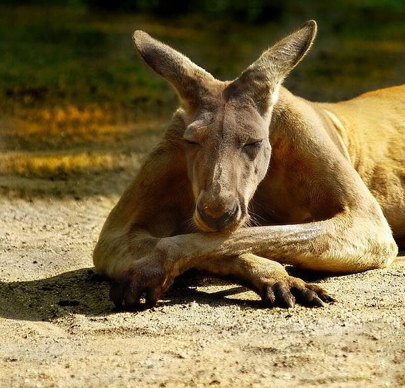 Kangaroo Resting on Ground — Brown