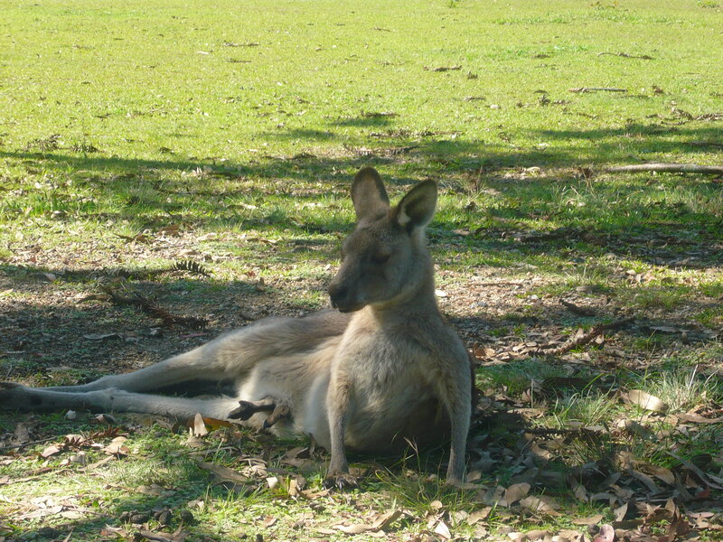 Kangaroo Resting on Ground