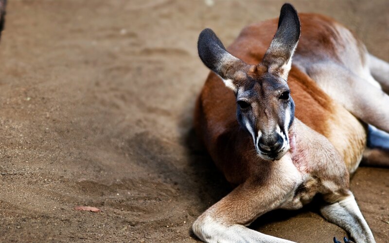 kangaroo resting on the ground