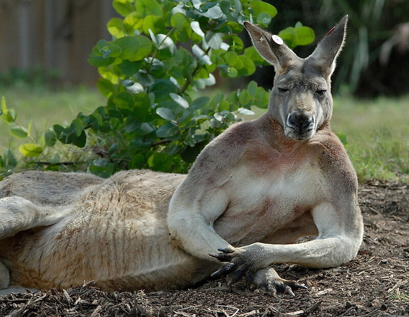 Kangaroo Resting