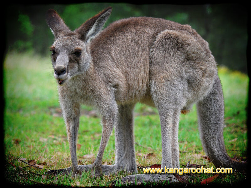 Kangaroo Standing on Grass