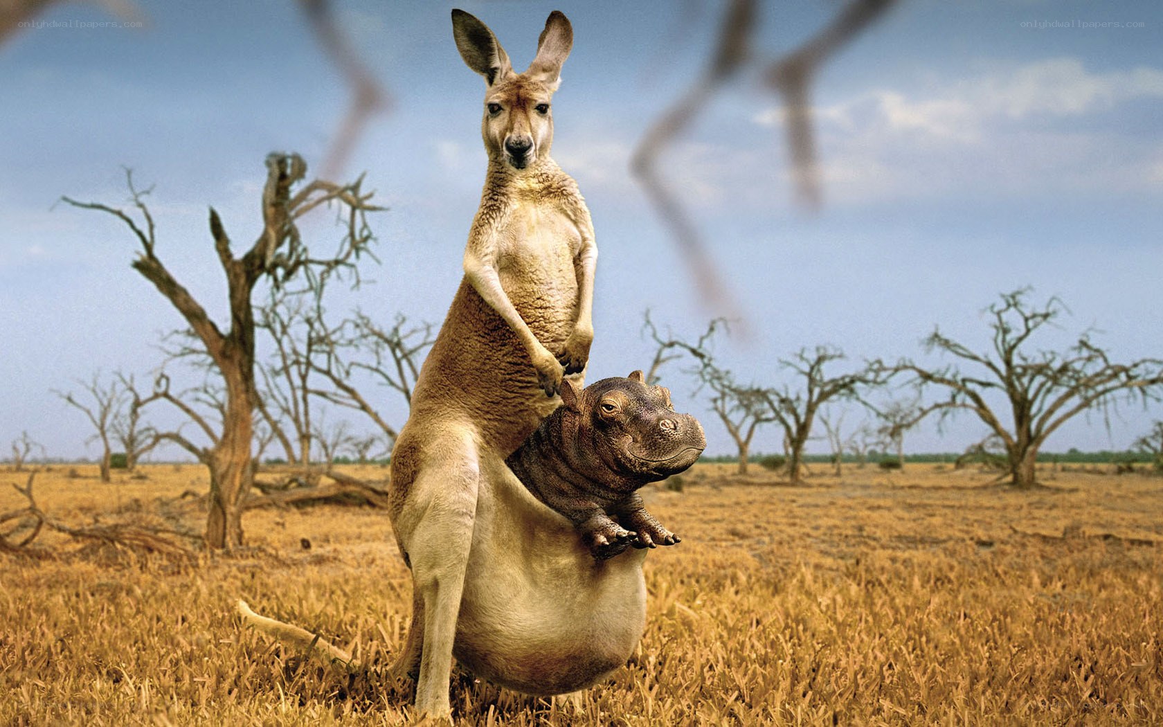 Kangaroo with baby hippo