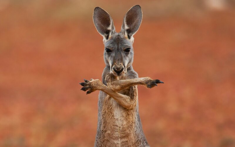 Kangaroo with Crossed Arms