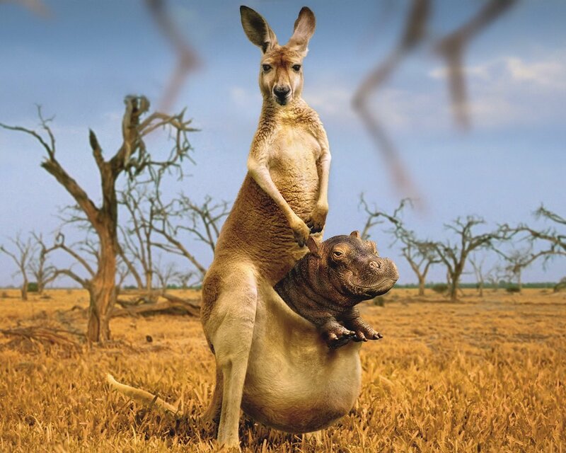 Kangaroo with Hippo — Brown, Arid, Afternoon, Photograph, Dry Trees, Field, Blue, Yellow