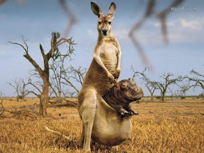Kangaroo with Hippo — Brown, Arid, Afternoon, Photograph, Dry Trees, Field