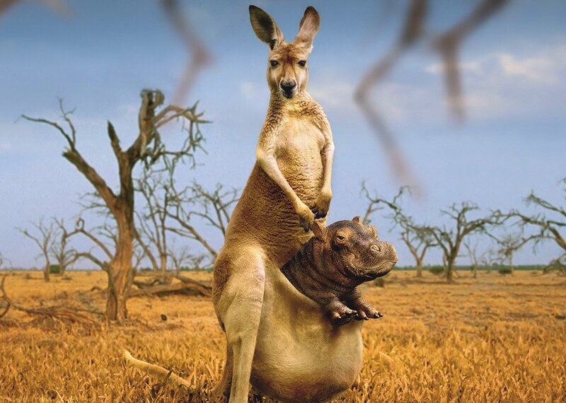 Kangaroo with Hippo — Brown, Arid, Afternoon, Photograph