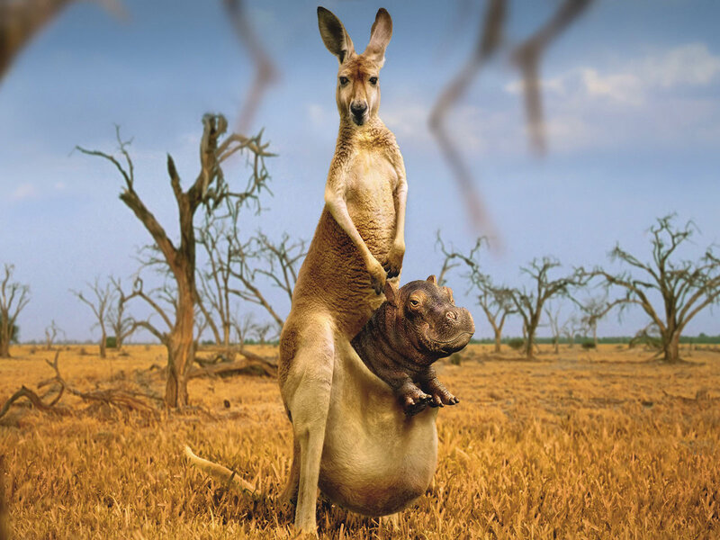 Kangaroo with Hippo — Brown, Arid, Afternoon