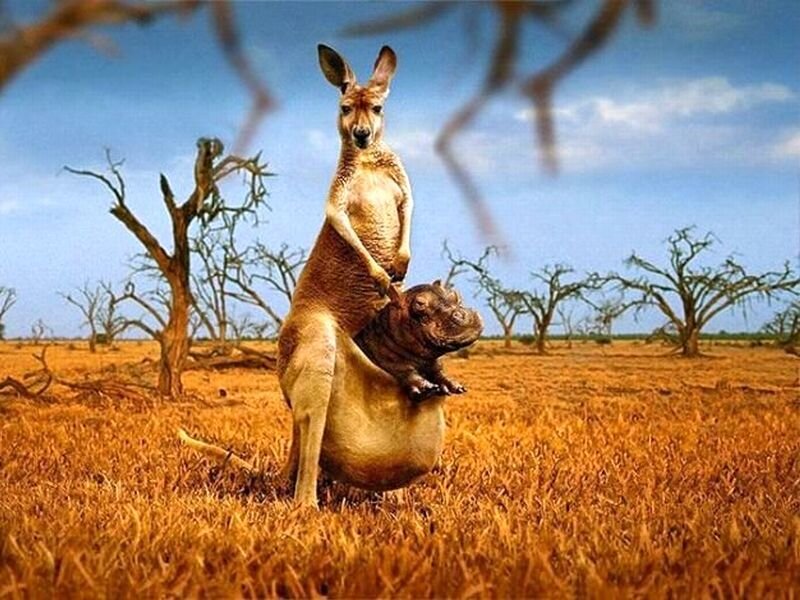 Kangaroo with Hippo — Brown, Arid