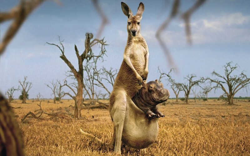 Kangaroo with Hippo — Brown