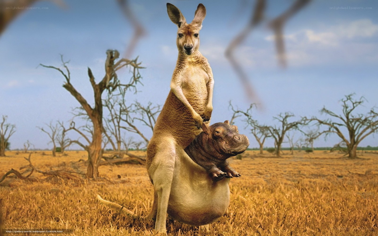 kangaroo with hippo in pouch