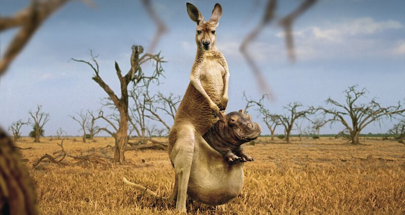 Kangaroo with hippo in pouch