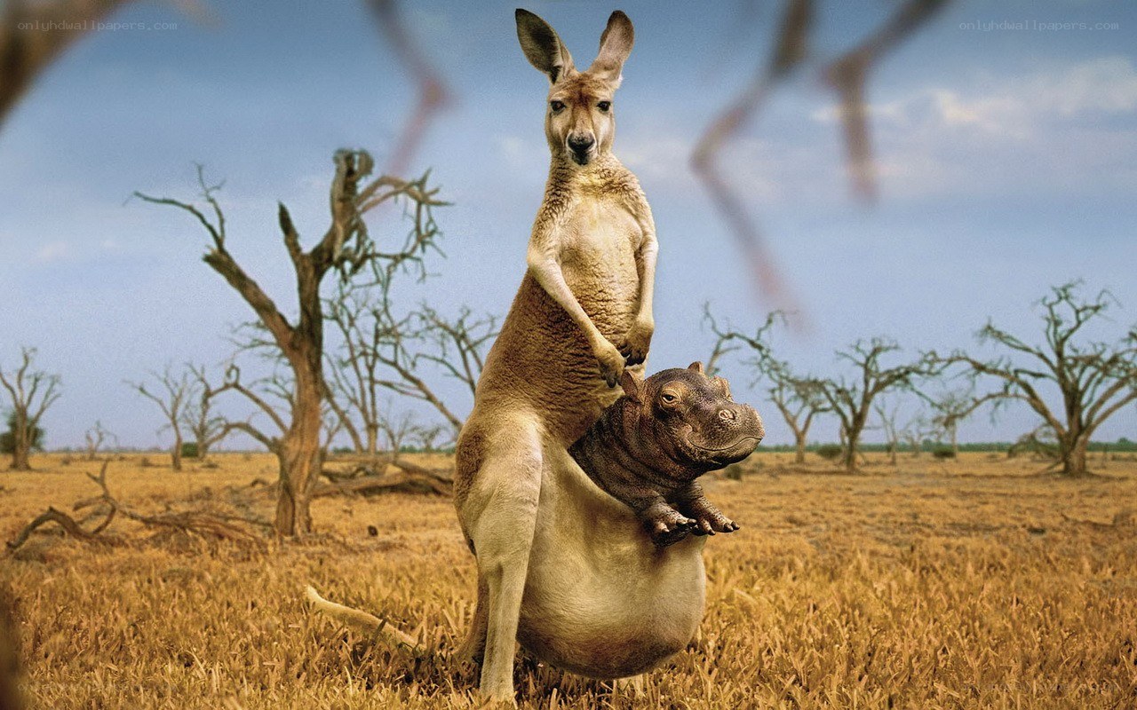 kangaroo with hippo in pouch
