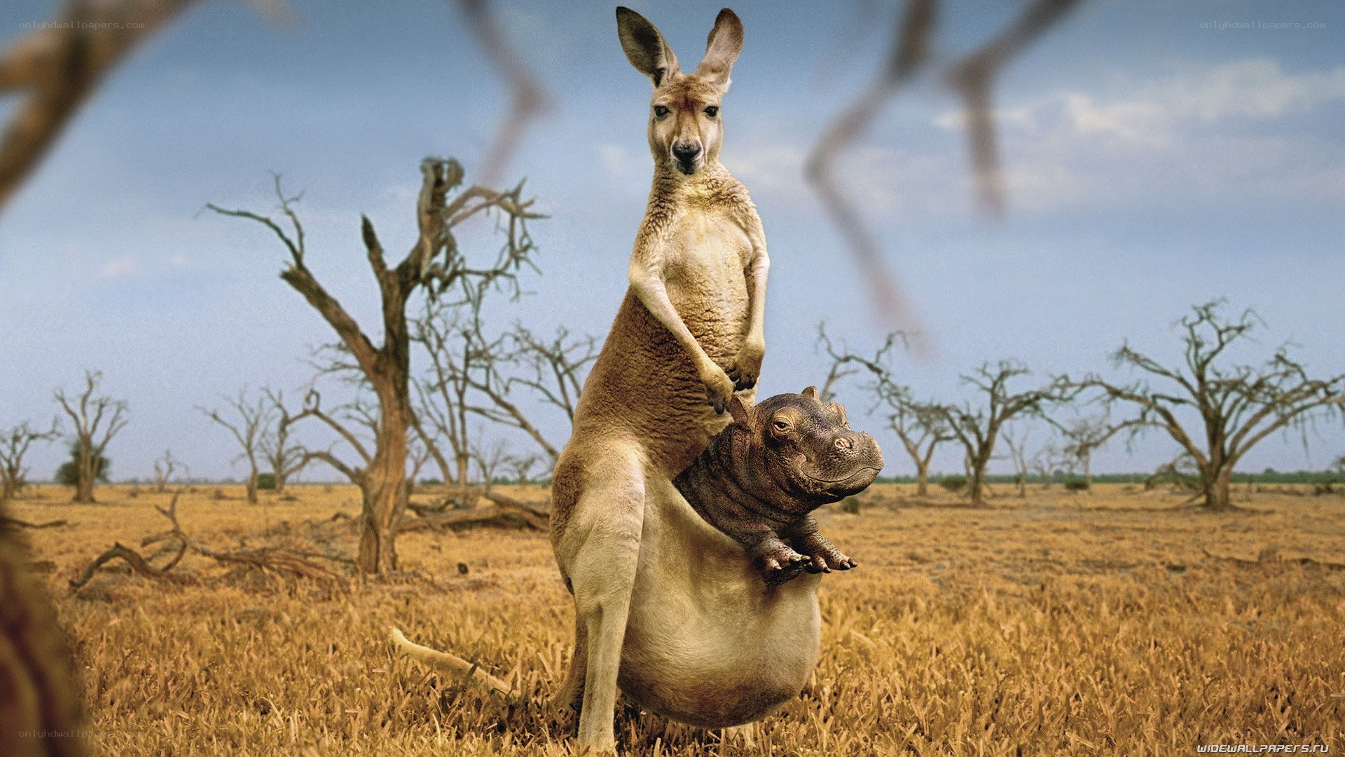 kangaroo with hippo in pouch