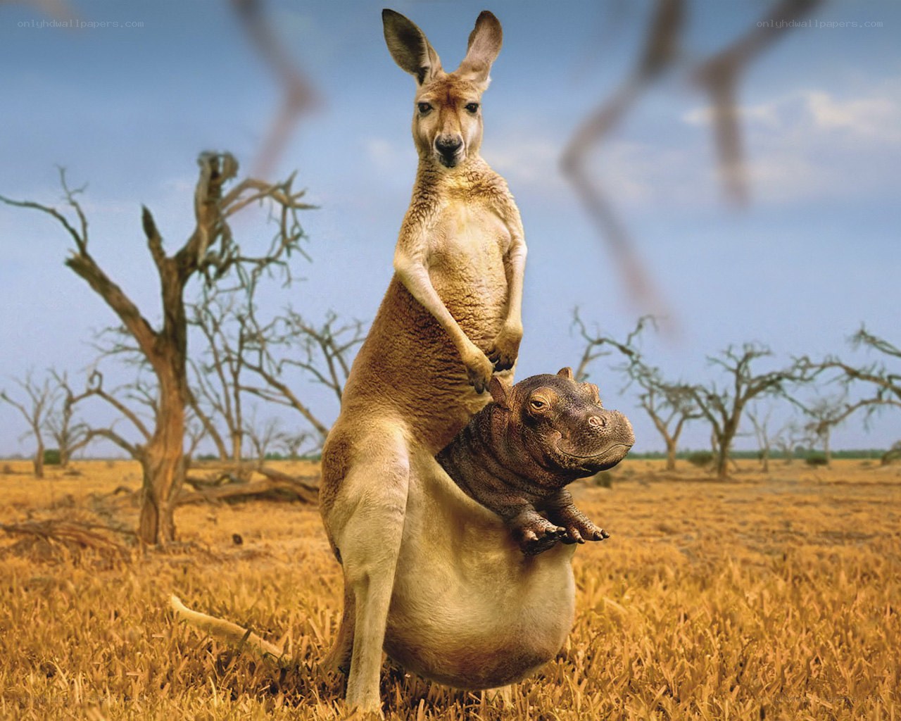 Kangaroo with hippo in pouch