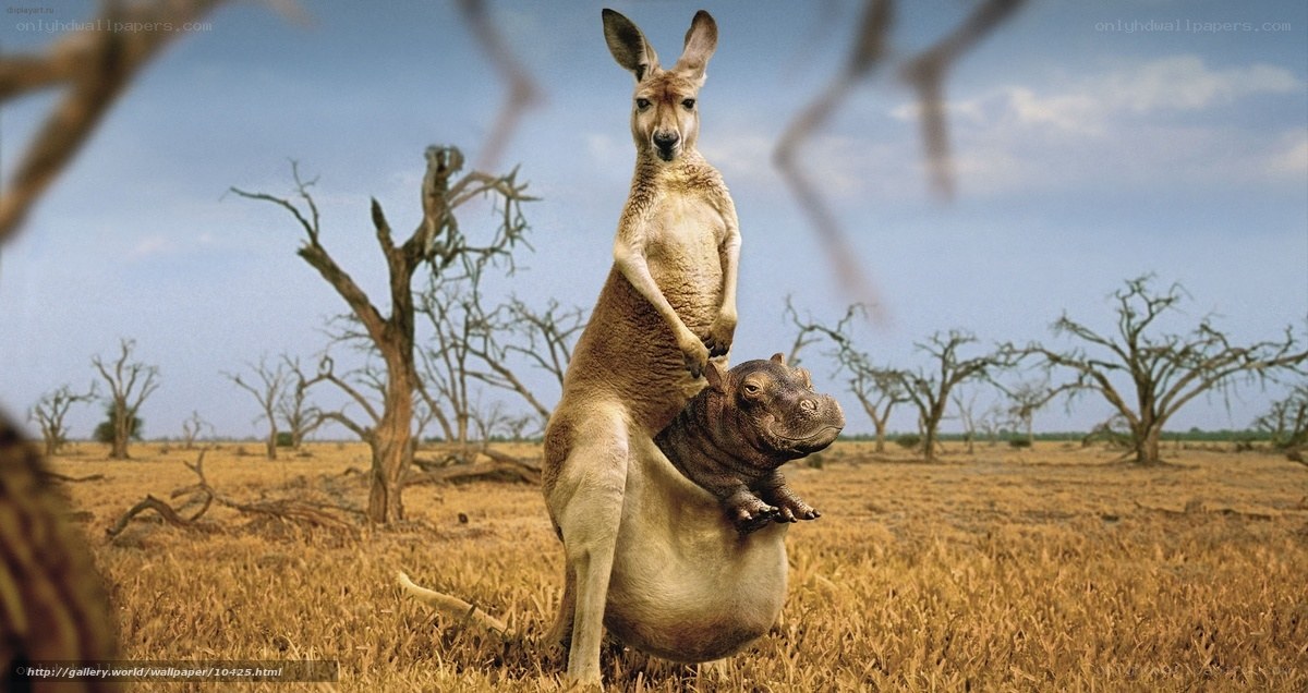kangaroo with hippo in pouch
