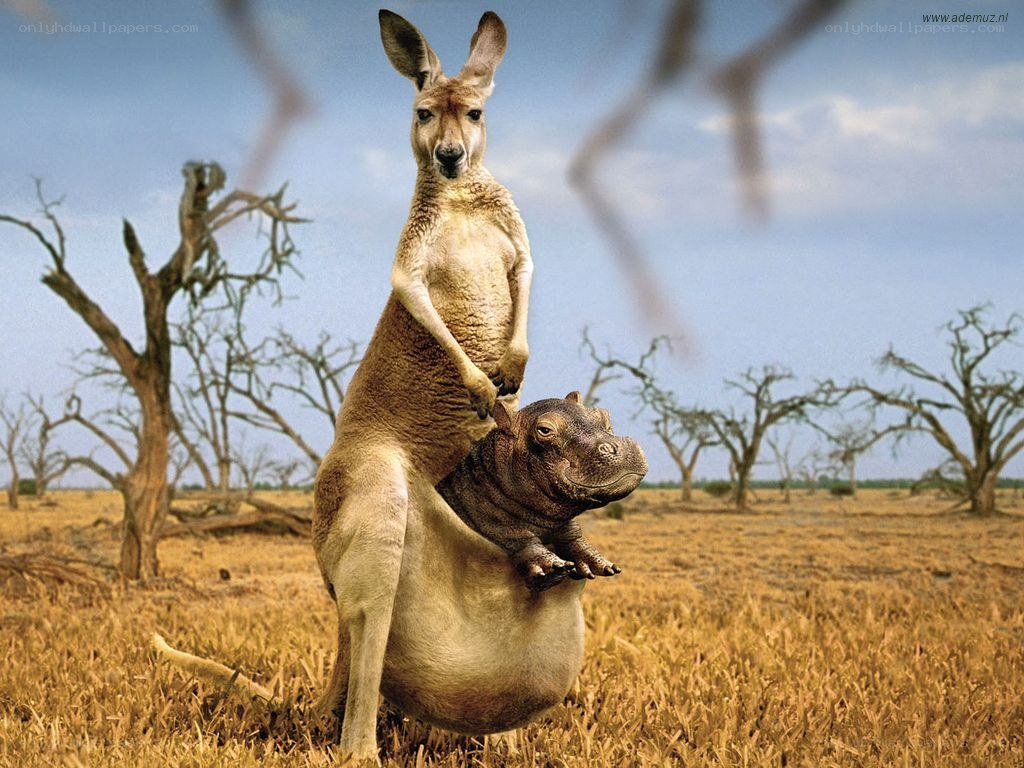 kangaroo with hippo on back