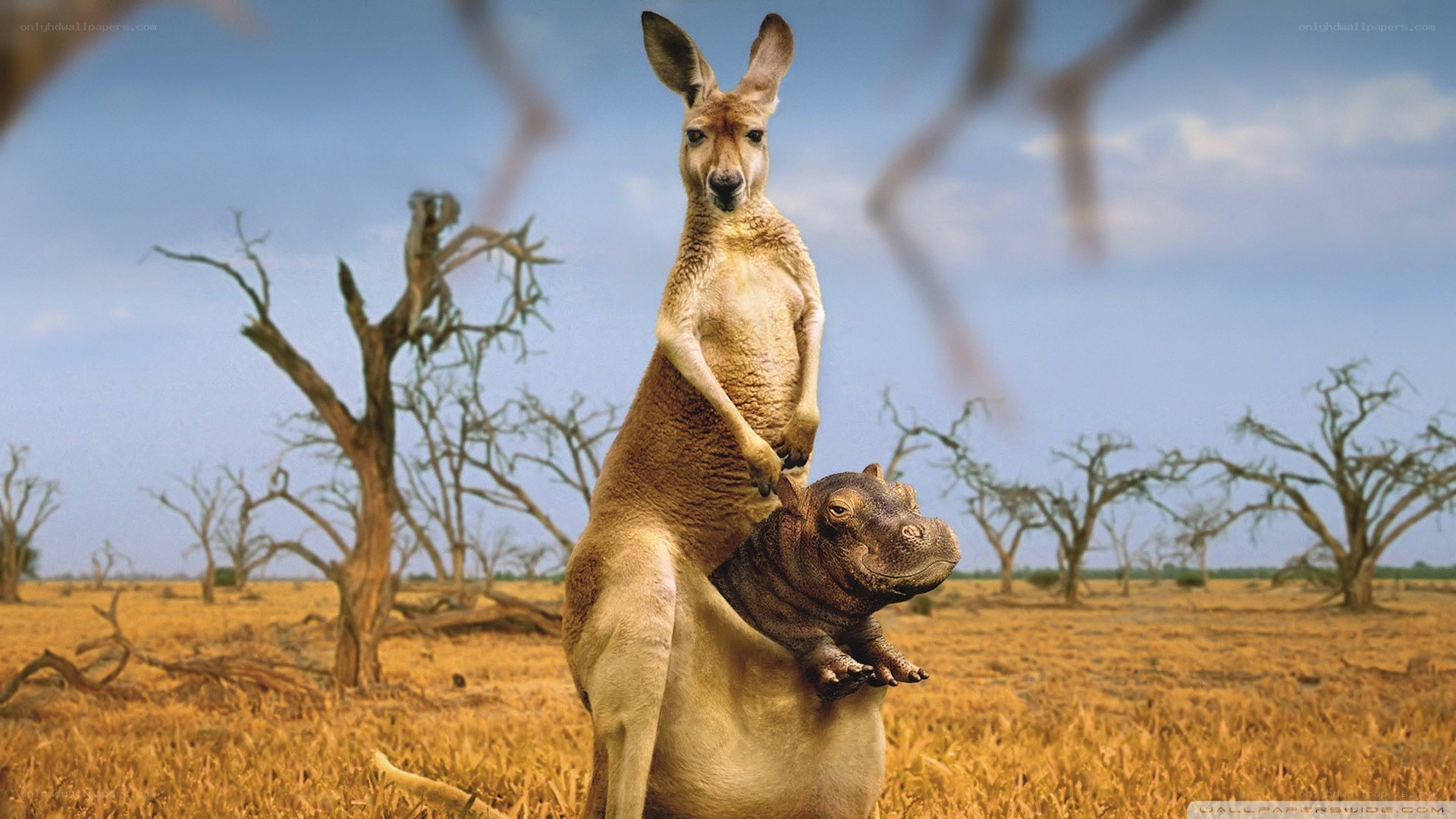 kangaroo with hippo on back