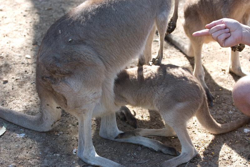 Kangaroo with joey