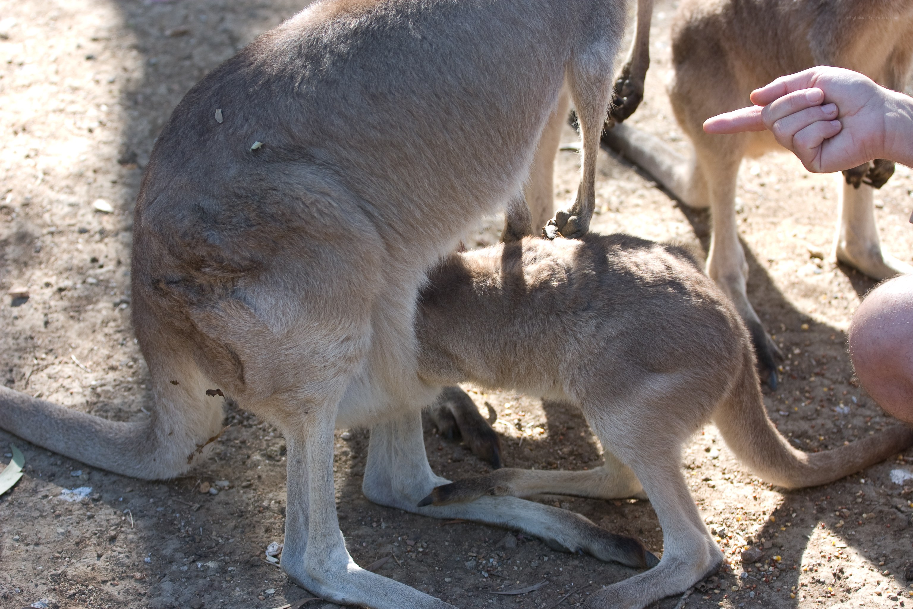 Kangaroo with joey