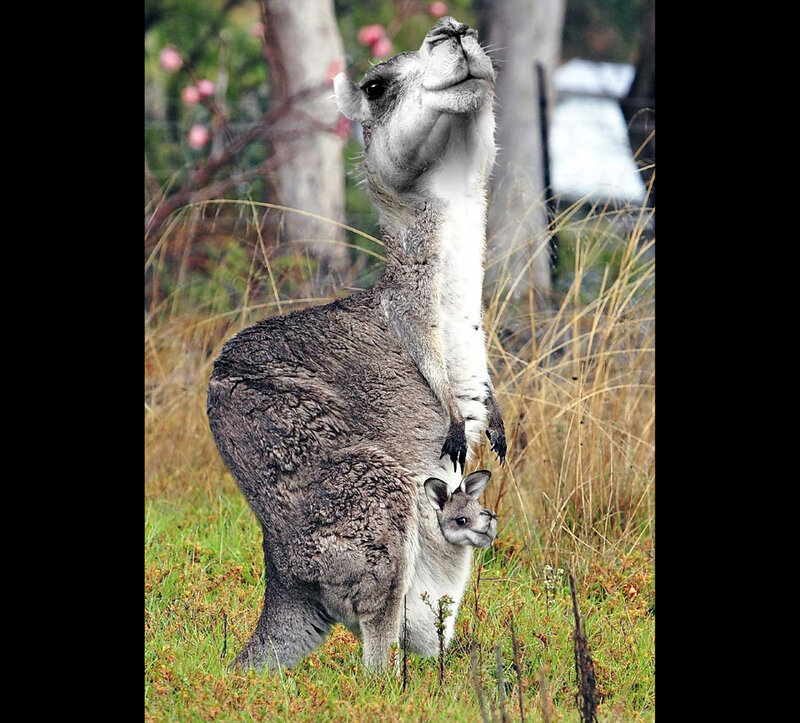 kangaroo with joey