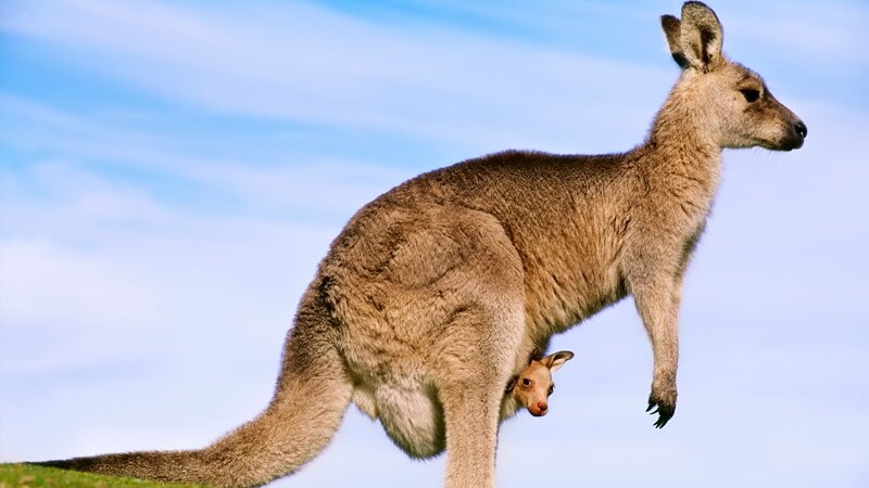 Kangaroo with Joey — Blue, Calm