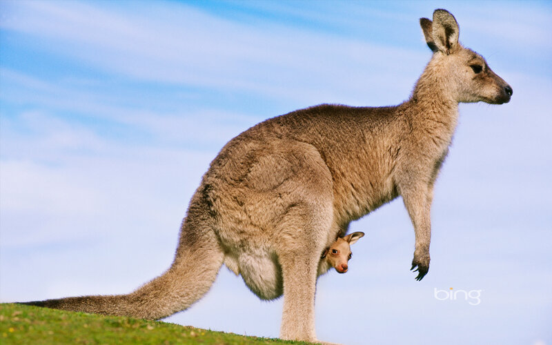 Kangaroo with Joey — Blue, Serene