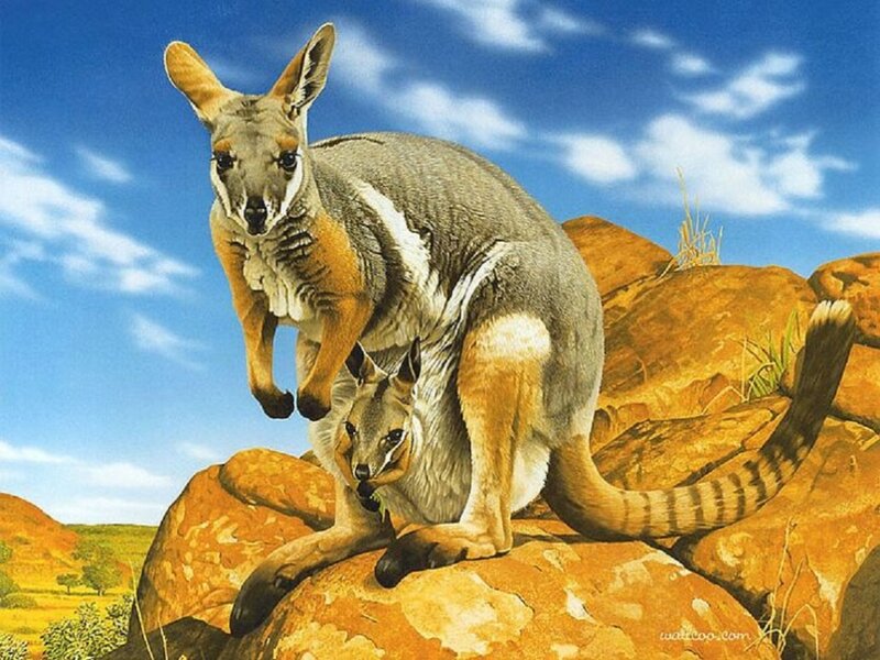 Kangaroo with Joey — Blue