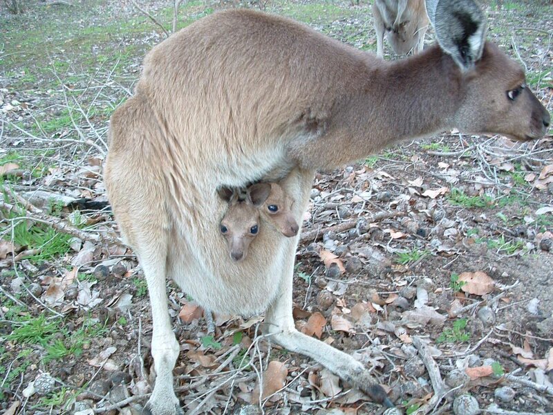 Kangaroo with Joey — Brown, Natural