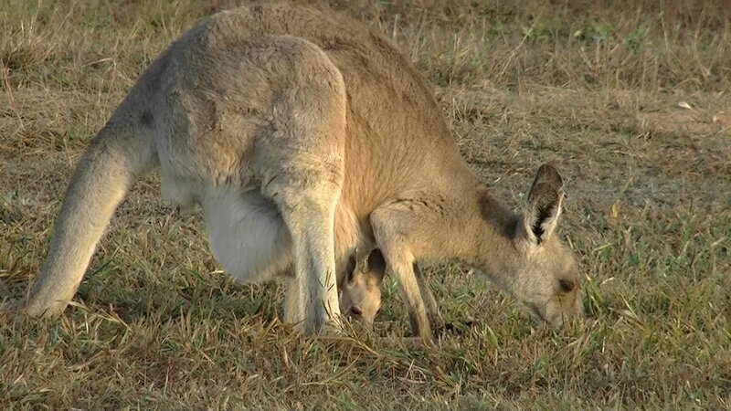 Kangaroo with Joey — Brown