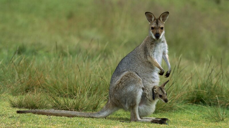 Kangaroo with Joey — Calm