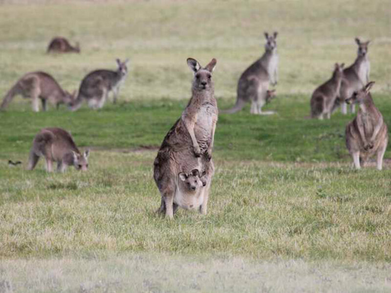 Kangaroo with Joey — Green, Calm