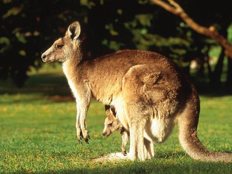 Kangaroo with Joey — Green, Serene, Afternoon