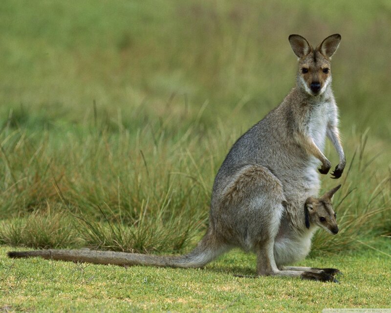 Kangaroo with Joey — Green