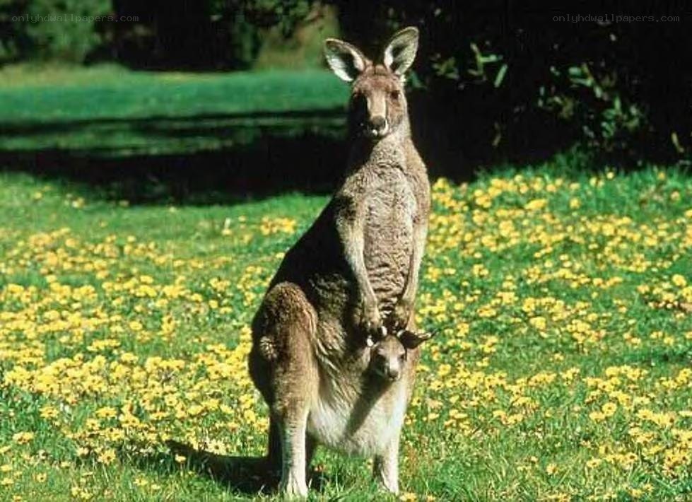 Kangaroo with joey in field