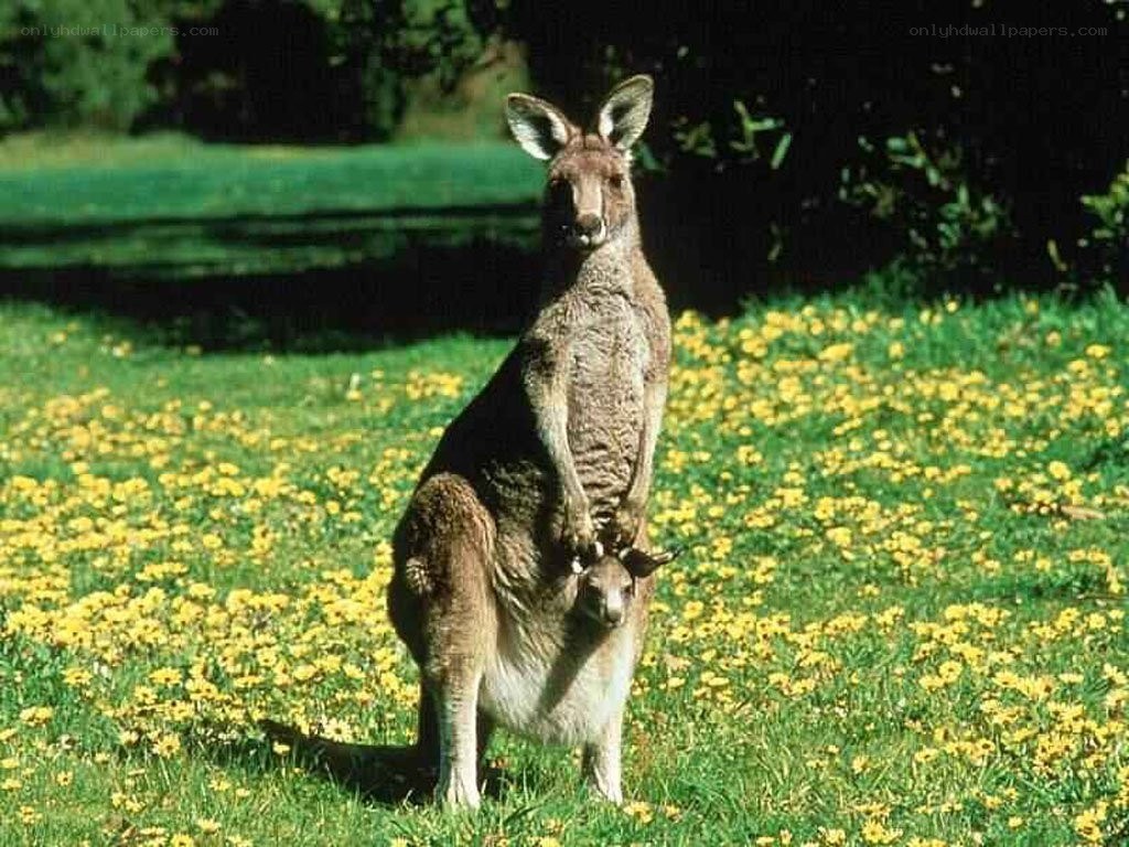 Kangaroo with joey in field