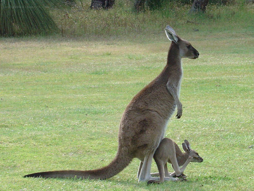 Kangaroo with joey in grass