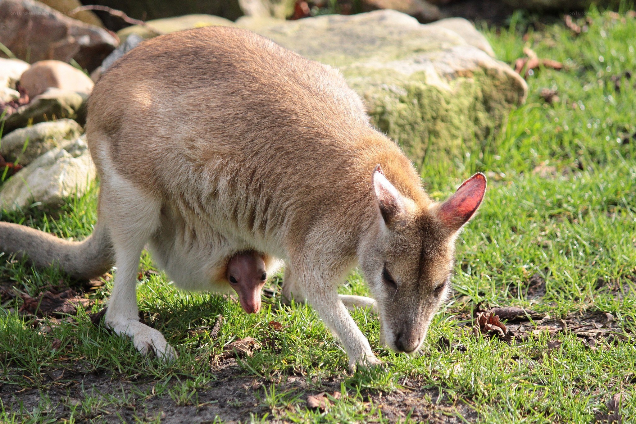 Kangaroo with joey in pouch